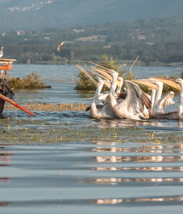 MyGreece | My Ecotourism Escape in Lake Kerkini