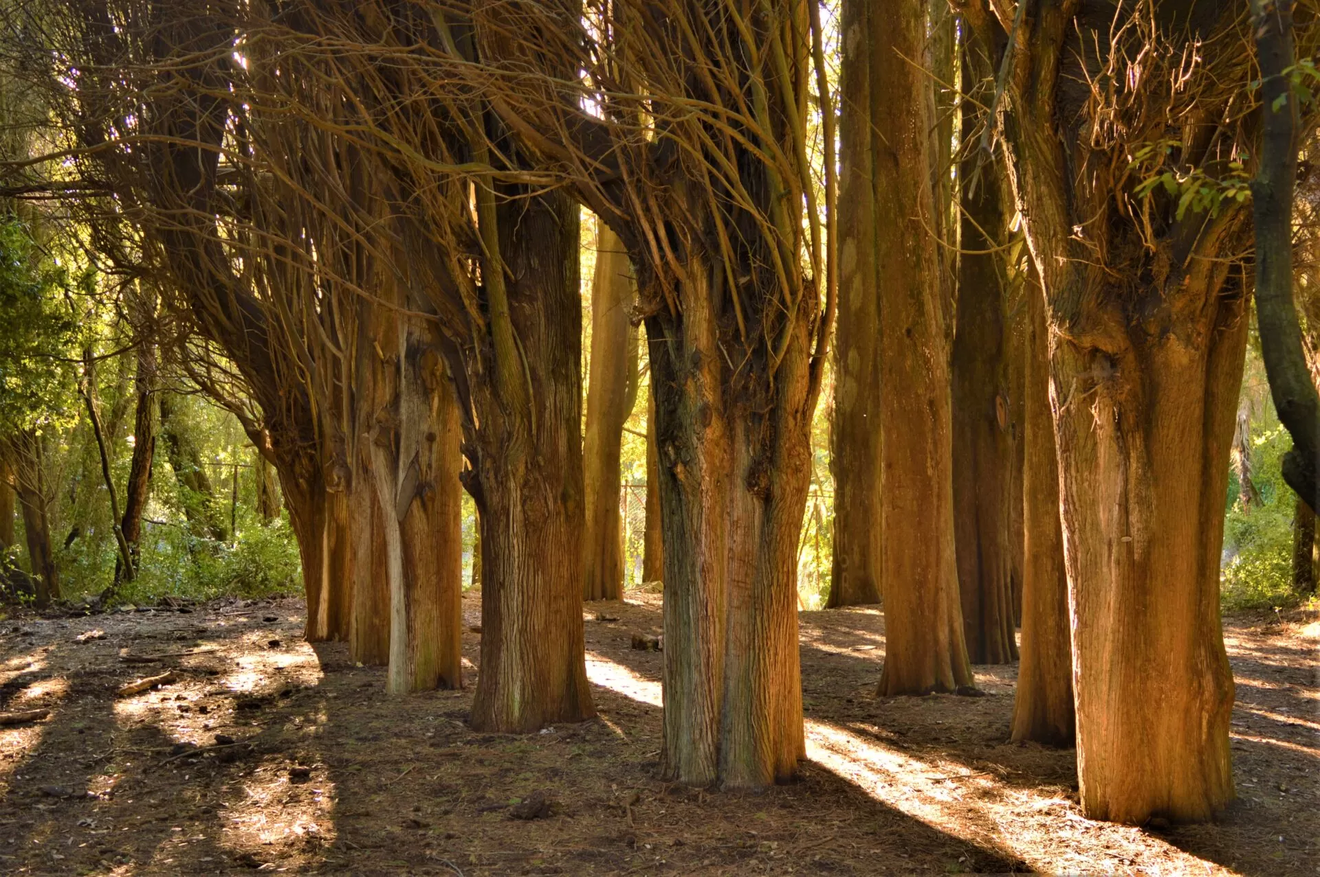 MyGreece | My Tatoi Royal Palace Τour